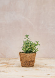 Hairy Pot Calamintha 'Marvelette White', 1L