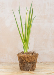 Hairy Pot Camassia 'Sacajawea', 1L