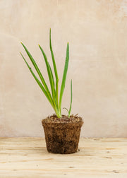Hairy Pot Camassia leichtlinii 'Caerulea', 1L