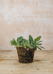 Hairy Pot Centaurea montana 'Amethyst in Snow', 1L