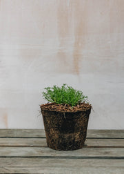 Hairy Pot Chamomile