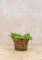Chamomile Treneague, 1L