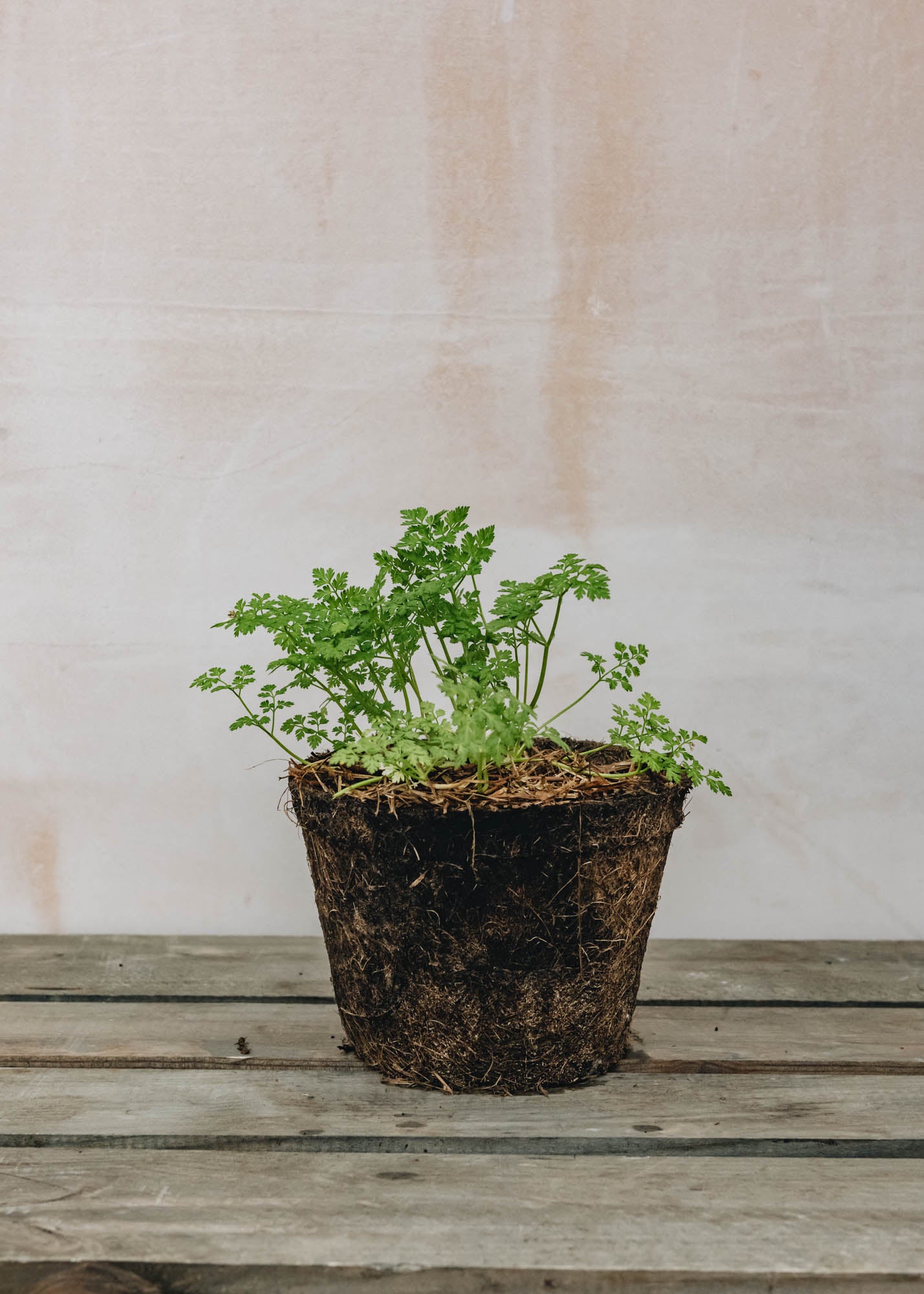 Hairy Pot Chervil