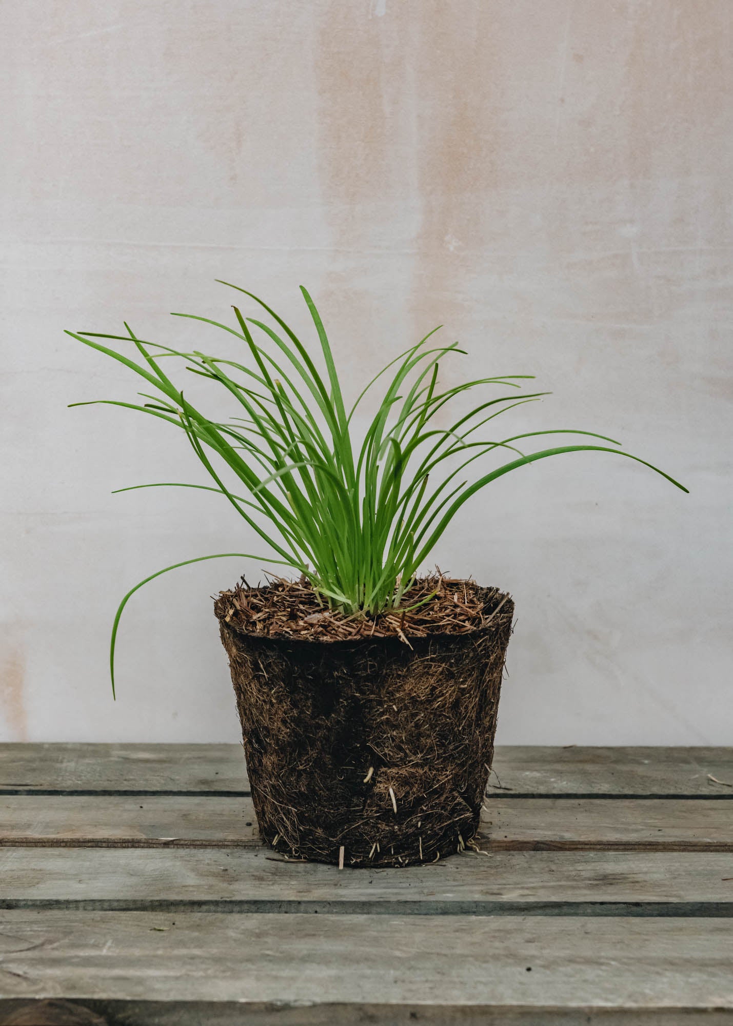 Hairy Pot Chives Garlic