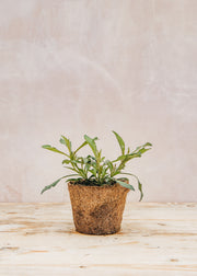 Hairy Pot Cosmos atrosanguineus 'Chocamocha', 1L