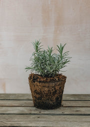 Hairy Pot Curry Plant