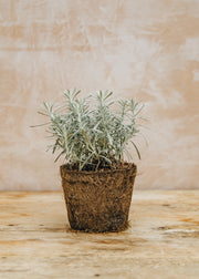 Curry Plant Korma, 1L