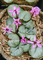 Anemone Cyclamen Coum Silver Leaved, 1L