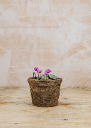 Hairy Pot Cyclamen Coum Silver Leaved, 1L