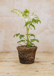 Hairy Pot Lamprocapnos spectabilis 'Alba' (Dicentra), 1L