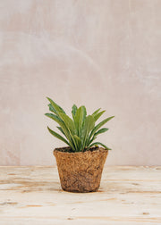 Hairy Pot Digitalis x fulva 'Arctic Fox Rose', 1L