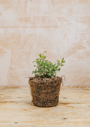 Hairy Pot Erigeron karvinskianus Stallone, 1L