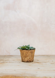 Hairy Pot Erigeron Karvinsianus 'Wayne Roderick', 1L