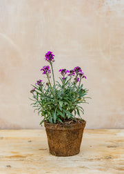 Hairy Pot Erysimum 'Bowles Mauve', 1L