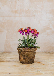 Erysimum linifolium 'Erysistible Magenta', 1L