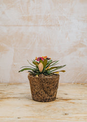 Hairy Pot Erysimum 'Erysistible Tricolor', 1L