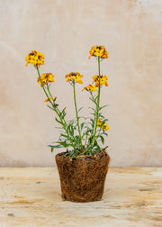 Hairy Pot Erysimum linifolium 'Erysistible Yellow', 1L