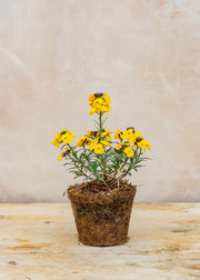 Hairy Pot Erysimum 'Walberton's Fragrant Sunshine', 1L