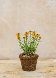 Hairy Pot Erysimum linifolium 'Cheers Florange', 1L