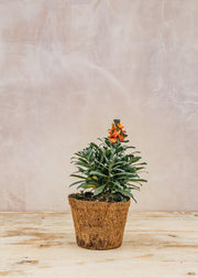 Hairy Pot Erysimum 'Super Bowl Apricot', 1L
