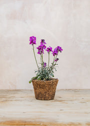 Hairy Pot Erysimum 'Super Bowl Mauve', 1L