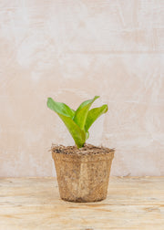 Hairy Pot Erythronium 'Pagoda', 1L