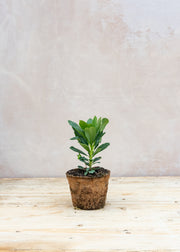 Hairy Pot Euphorbia robbiae, 1L