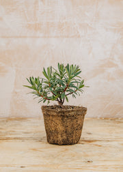 Hairy Pot Euphorbia characias 'Wulfenii', 1L