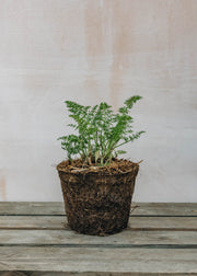 Hairy Pot Fennel Green