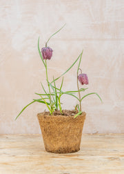 Hairy Pot Fritillaria Meleagris, 1L