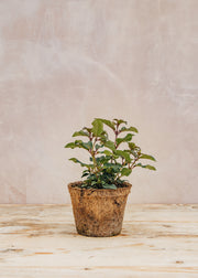 Hairy Pot Fuchshia 'Mrs Popple', 1L