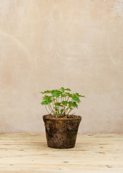 Hairy Pot Geranium 'Brookside', 1L
