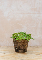 Hairy Pot Geranium 'Nodosum', 1L