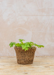 Hairy Pot Geranium phaeum 'Raven', 1L
