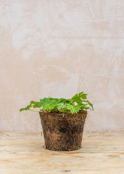 Hairy Pot Geranium phaeum 'Album', 1L