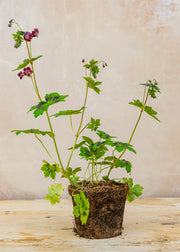 Hairy Pot Geranium phaeum 'Samobor', 1L