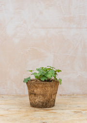 Hairy Pot Geranium 'Stormchaser', 1L