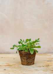 Hairy Pot Geum 'Lady Stratheden', 1L