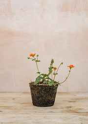 Hairy Pot Geum 'Tosai Orange', 1L