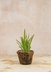 Hairy Pot Hesperantha coccinea 'Oregon Sunset', 1L