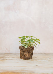 Hairy Pot Heuchera sanguinea 'Firefly', 1L