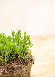 Hairy Pot Hyssop, 1L