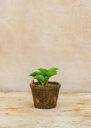 Hairy Pot Hosta 'Blue Mouse Ears', 1L