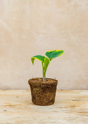 Hairy Pot Hosta 'First Frost', 1L