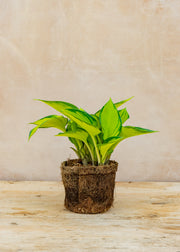 Hairy Pot Hosta 'June', 1L