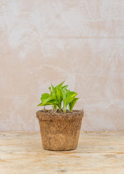 Hairy Pot Hosta 'Lakeside Spellbinder', 1L