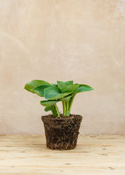 Hairy Pot Hosta 'Love Pat', 1L