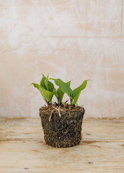 Hairy Pot Hosta 'One Man's Treasure', 1L