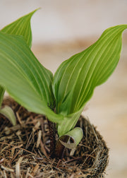 Hairy Pot Hosta 'One Man's Treasure', 1L