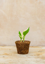 Hairy Pot Hosta 'Patriot', 1L